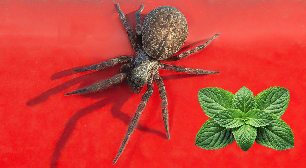 Bu Bitkisel Koku Örümcekleri Evinizden Uzaklaştırıyor