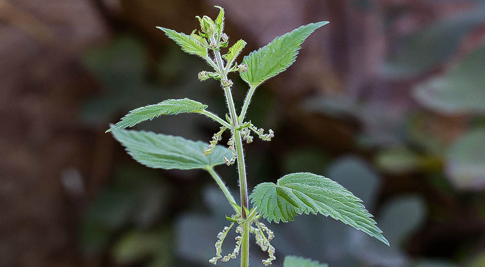 Isırgan Otunun Şaşırtıcı ve Güçlü Faydaları