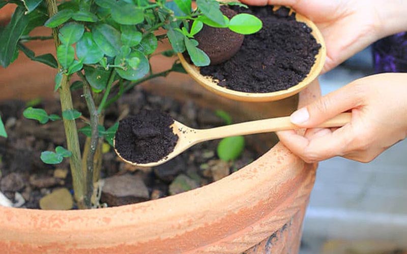 Kahve telvesinin kullanımı