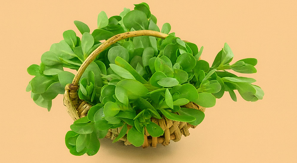 Semizotunun İnanılmaz Faydaları