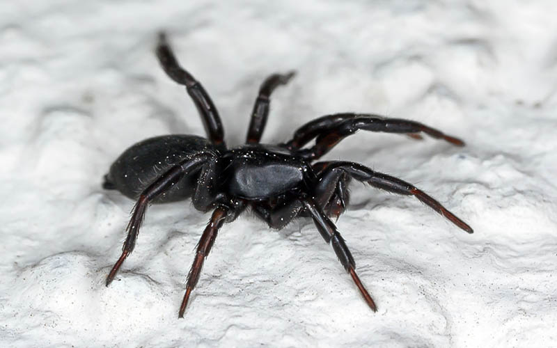 Siyah Örümcek