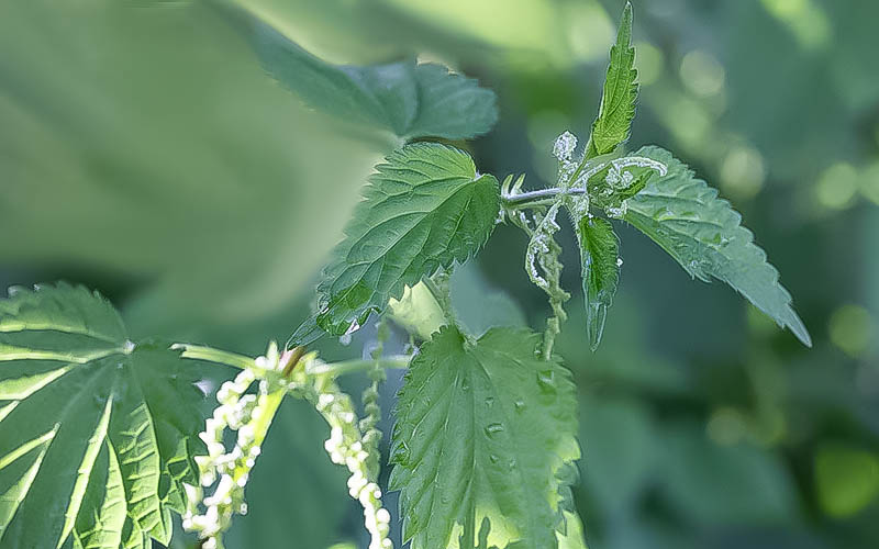 ısırgan otu yaprakları ve çiçekleri