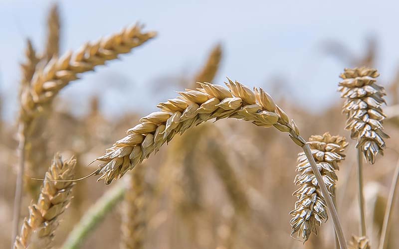 Buğday başakları