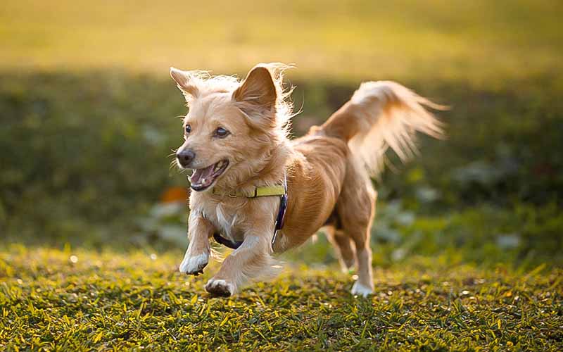 Kırlarda koşan köpek